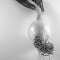 An Onion (square)
