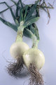 Two Onions