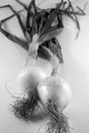 Two Onions