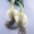 Two Onions (square)