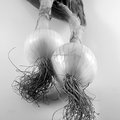 Two Onions (square)