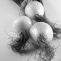 Three Onions (square)