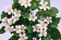 Orange Blossom