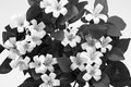 Orange Blossom