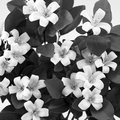 Orange Blossom (square)