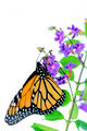 Monarch on Blossom