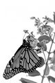 Monarch on Blossom
