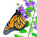 Monarch on Blossom