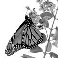 Monarch on Blossom