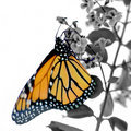 Monarch on Blossom (square)