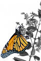 Monarch on Blossom