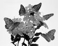 Monarchs and Penta