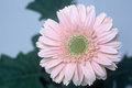 Gerbera Diasy