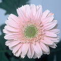 Gerbera Diasy (square)