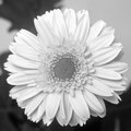 Gerbera Diasy