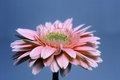 Gerbera Daisy