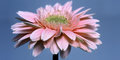 Gerbera Daisy (pan)