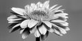 Gerbera Daisy (pan)