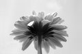Gerbera Daisy