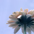 Gerbera Daisy (square)