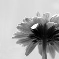 Gerbera Daisy (square)