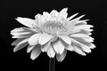 Gerbera Daisy