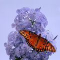 Purple Blossoms with Gulf Fritillary (square)
