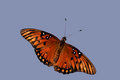 Gulf Fritillary