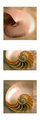 Nautilus