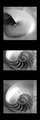 Nautilus