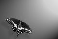 Swallow Tail