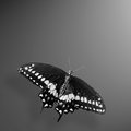 Swallow Tail