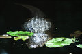 Alligator