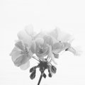 Geranium