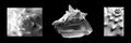 Conch