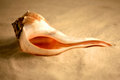 Whelk Left Turn