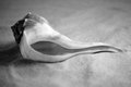 Whelk Left Turn