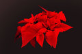 Poinsettia