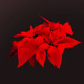 Poinsettia (square)