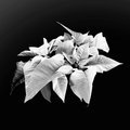 Poinsettia (square)