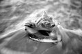 Conch in Surf