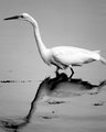 Great White Heron