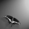 Swallow Tail