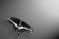 Swallow Tail
