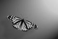Monarch 
