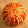 Urchin