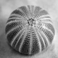 Urchin (square)