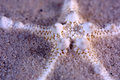 Knobby Starfich