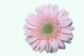 Gerbera Daisy