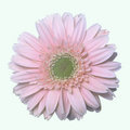 Gerbera Daisy